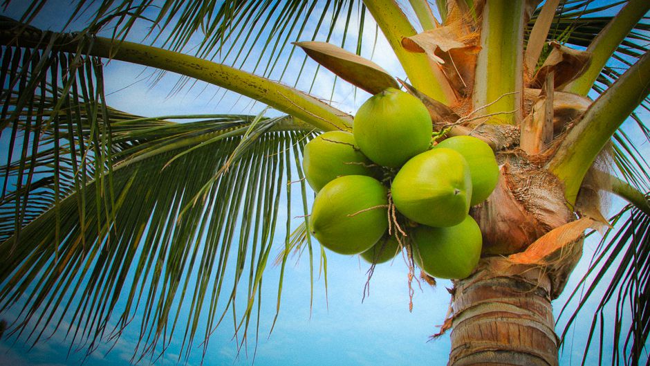 Coconut Supplier
